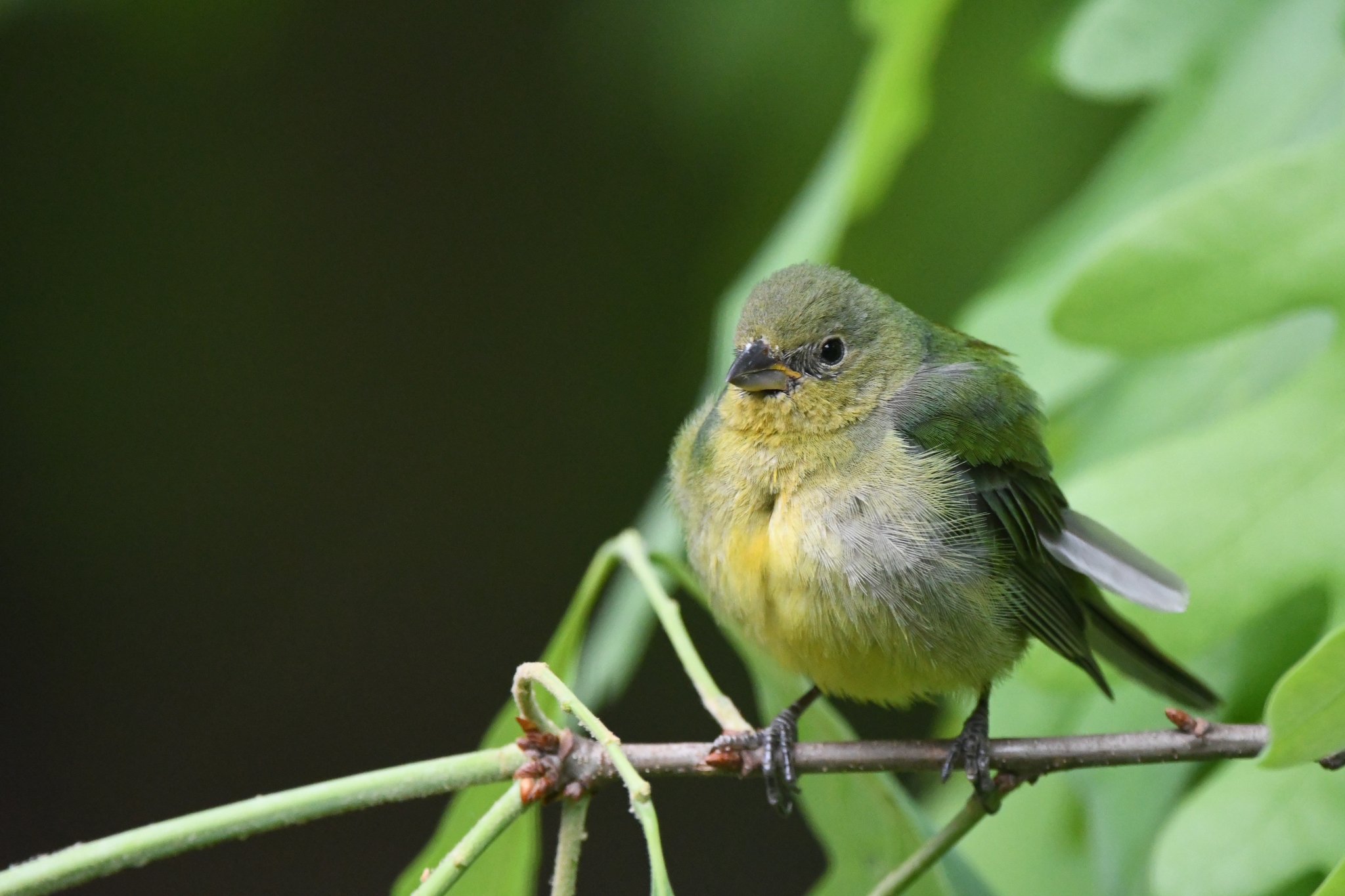 Painted Bunting