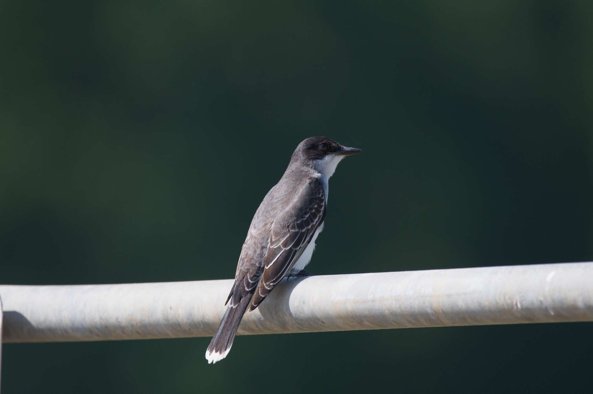 Eastern Kingbird