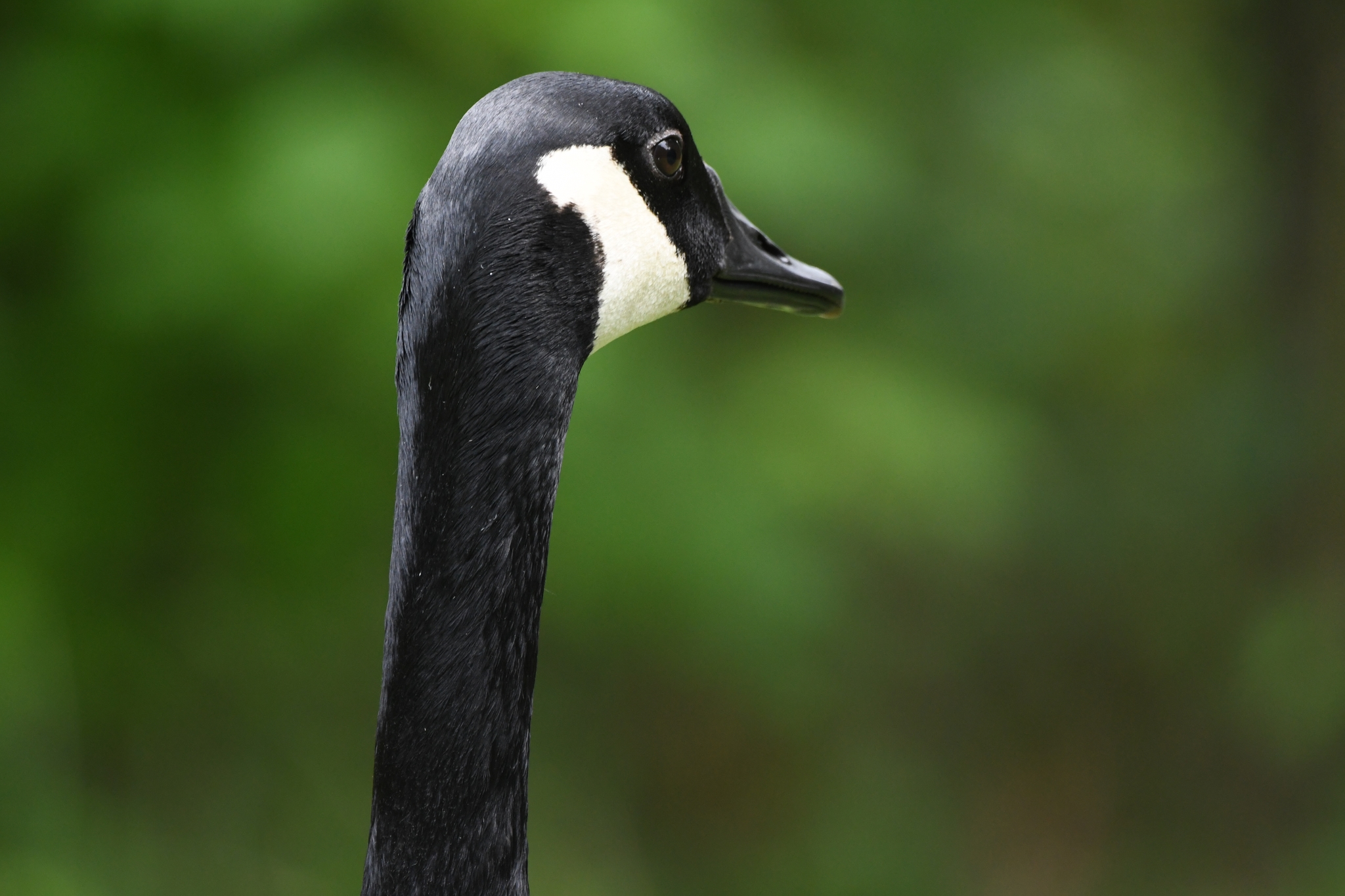 Canada Goose