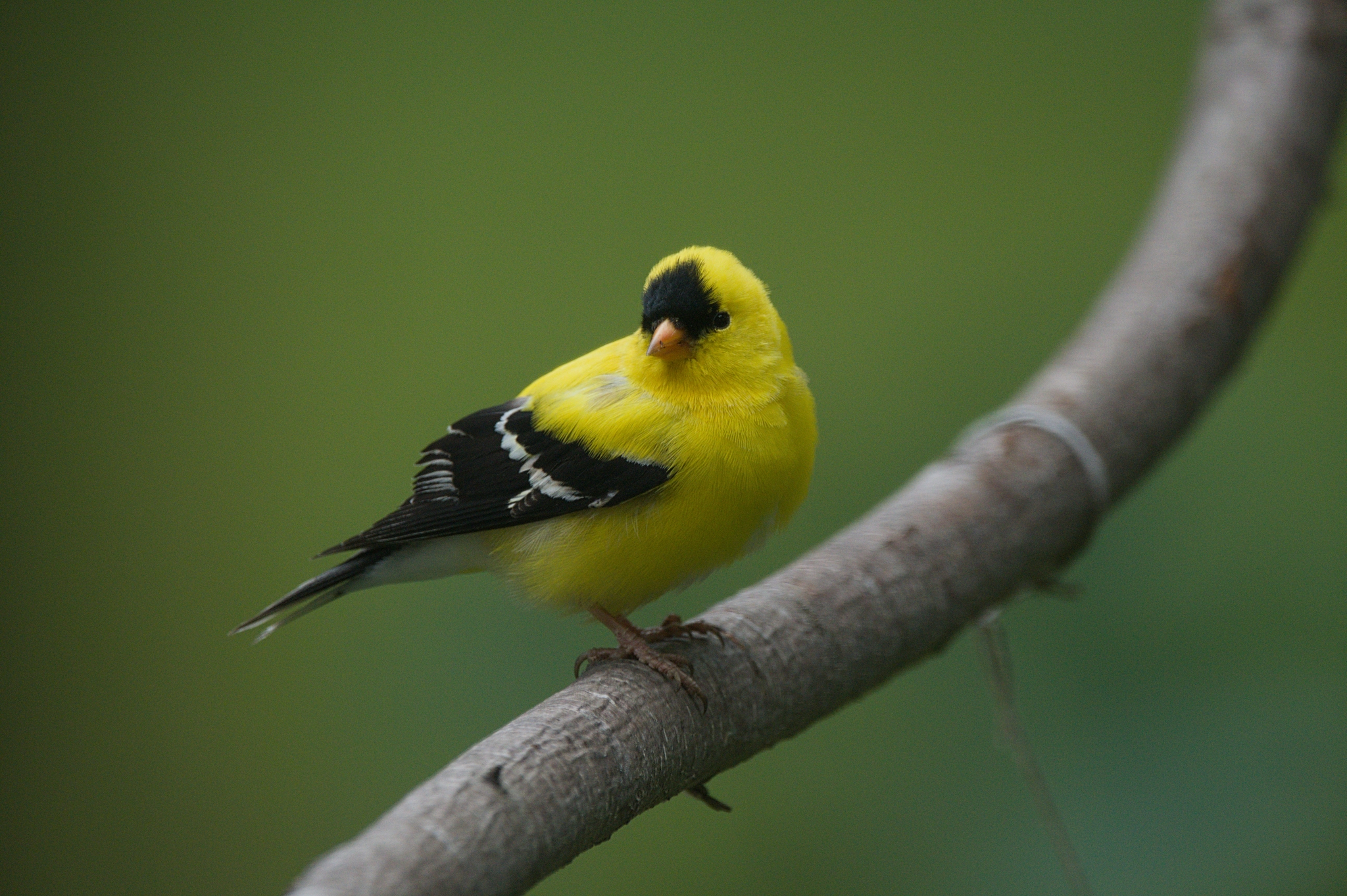 American Goldfinch