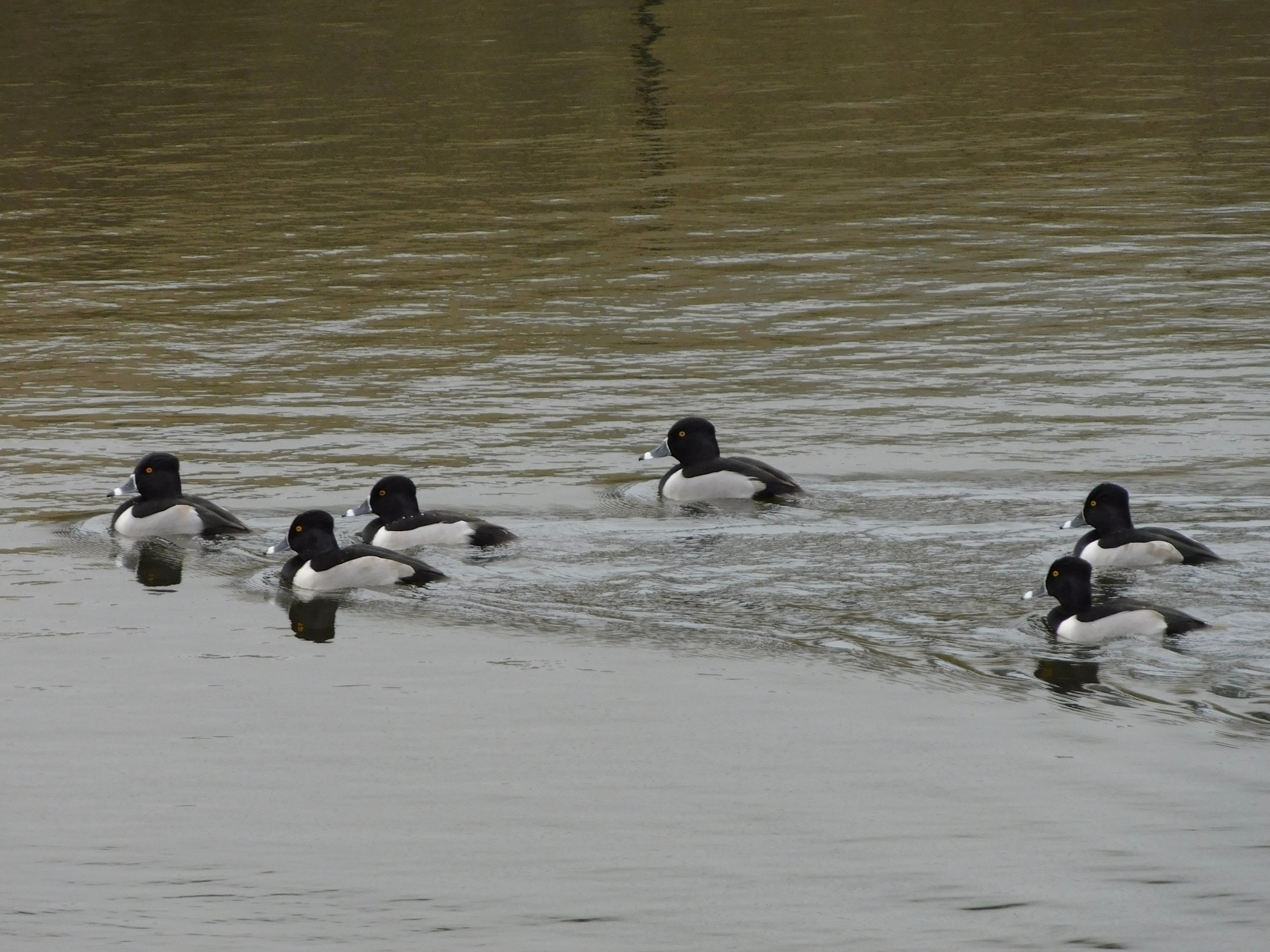 Ring-necked Duck
