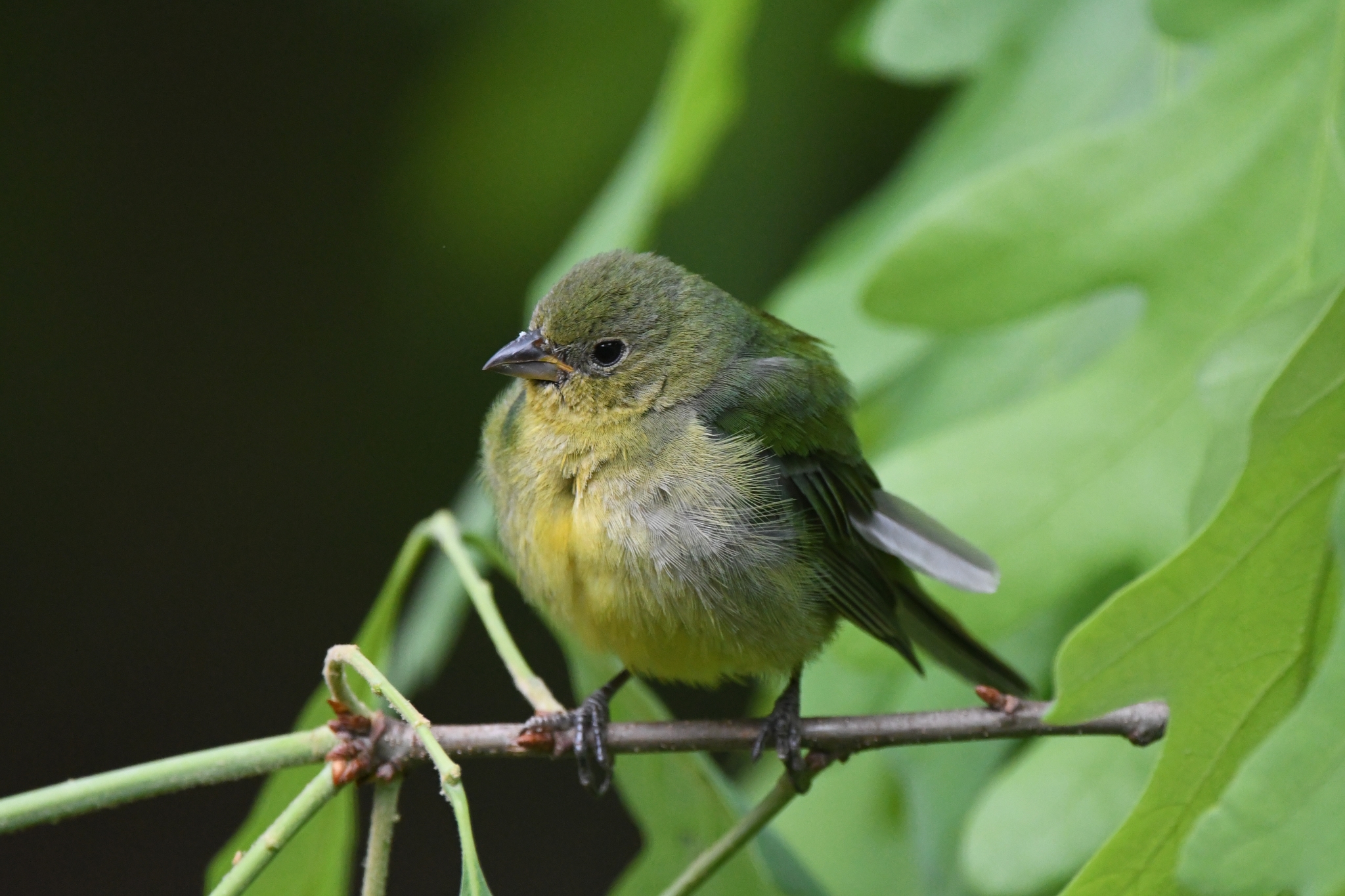 Painted Bunting
