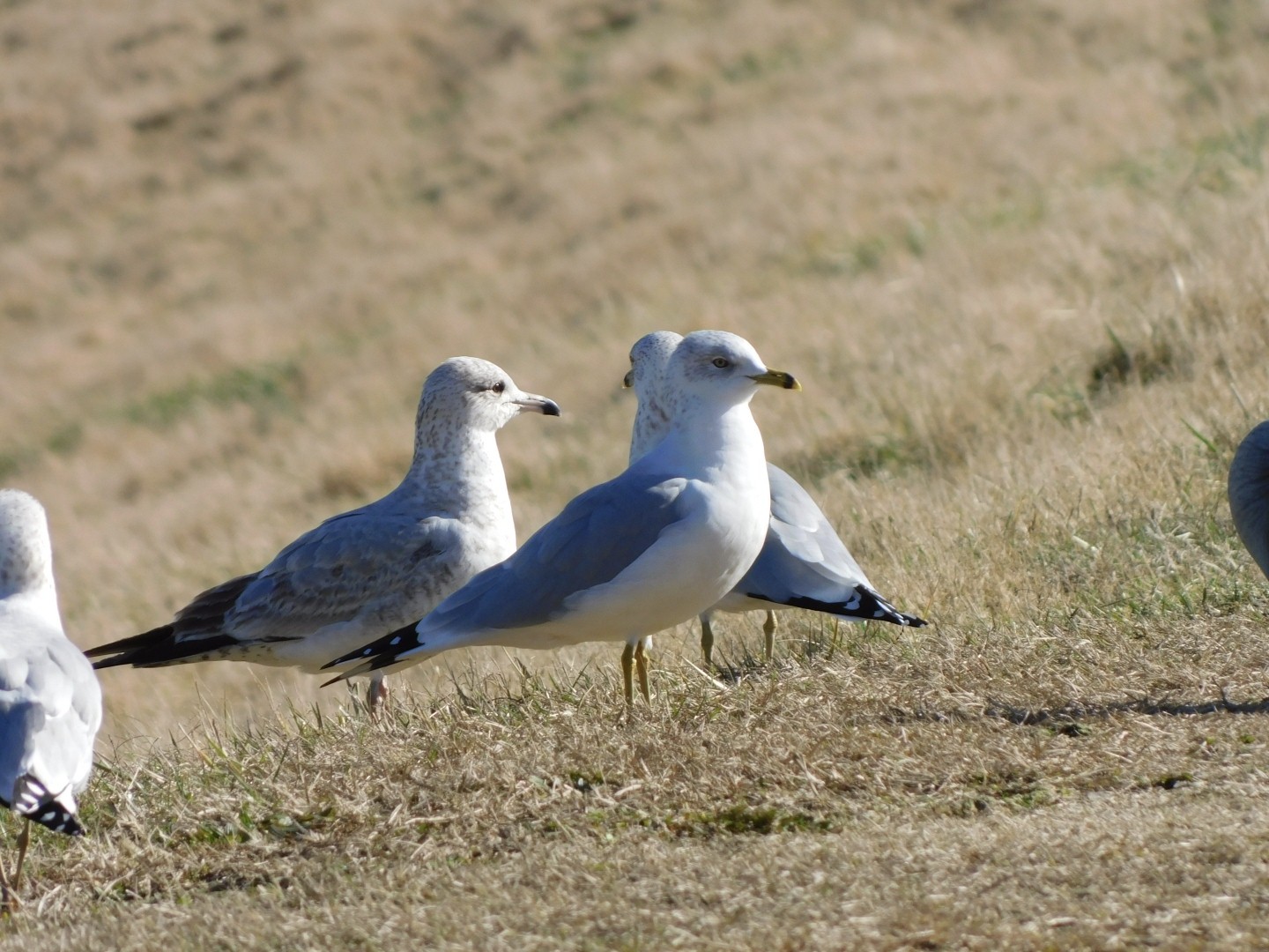 Ring-billed Gull