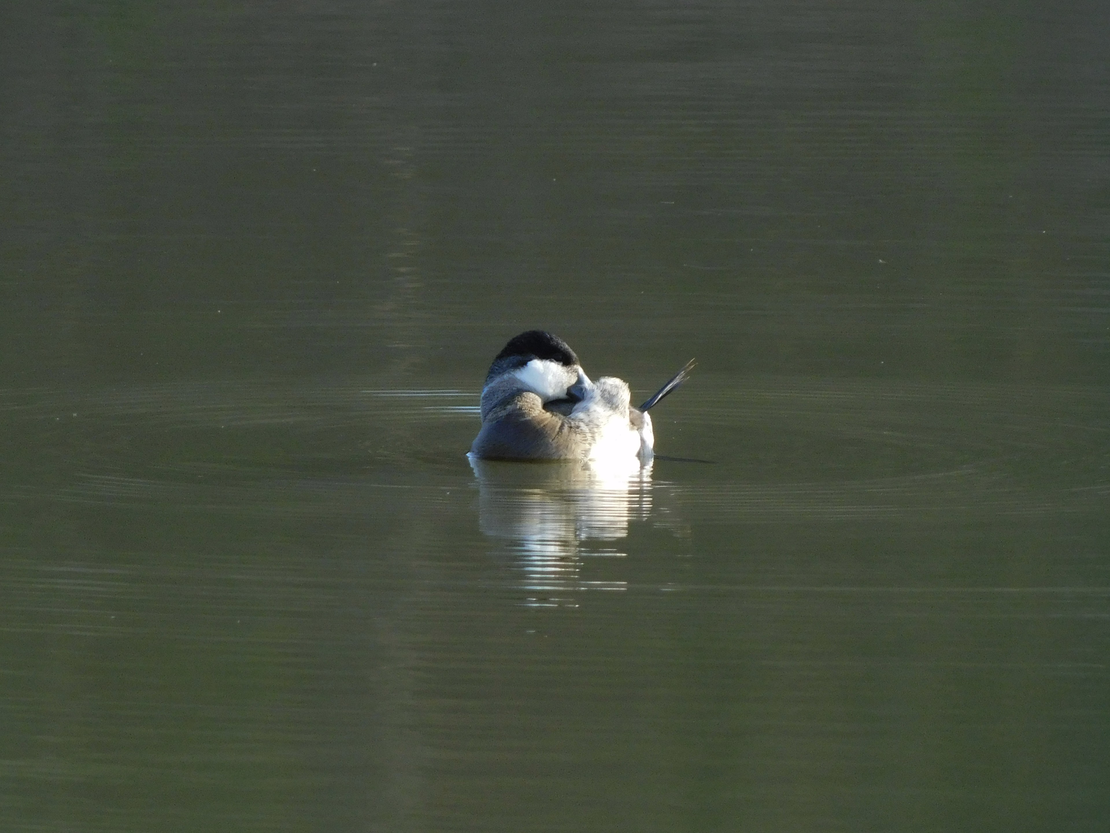 Ruddy Duck