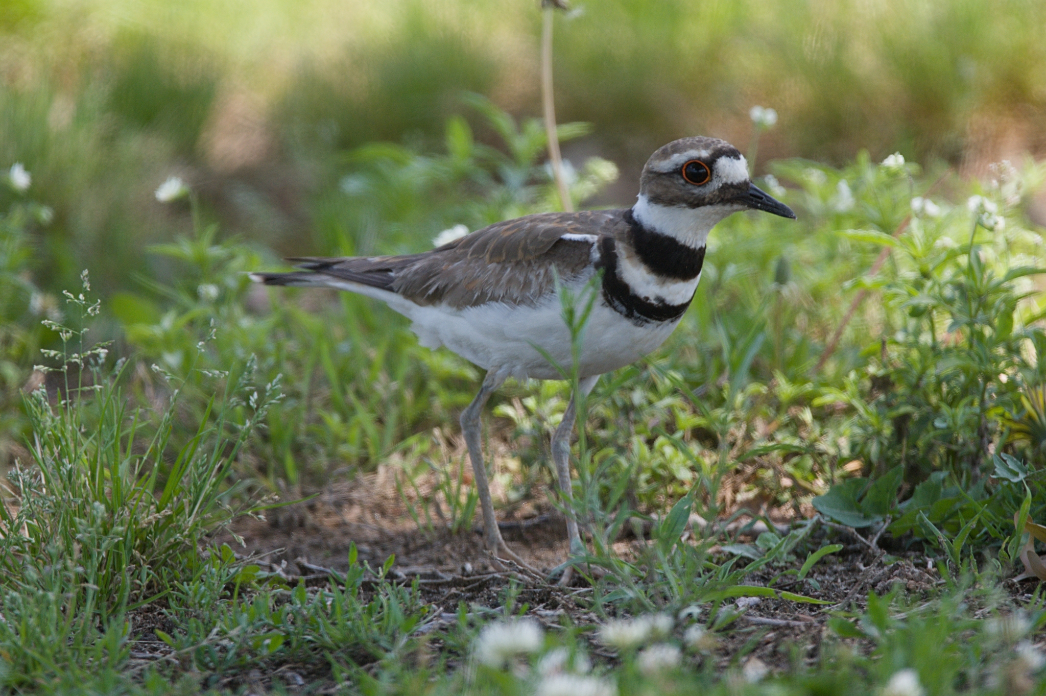 Killdeer