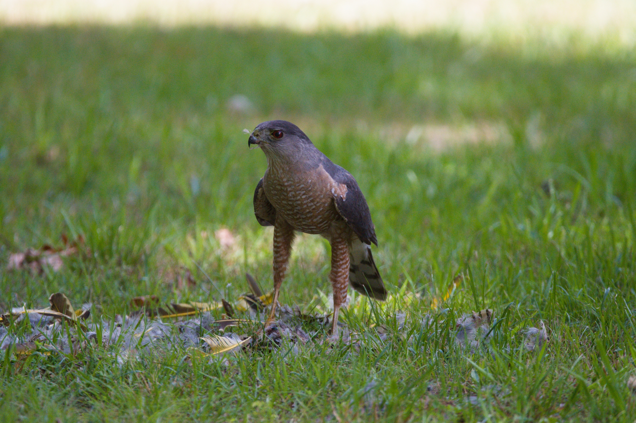 Cooper's Hawk
