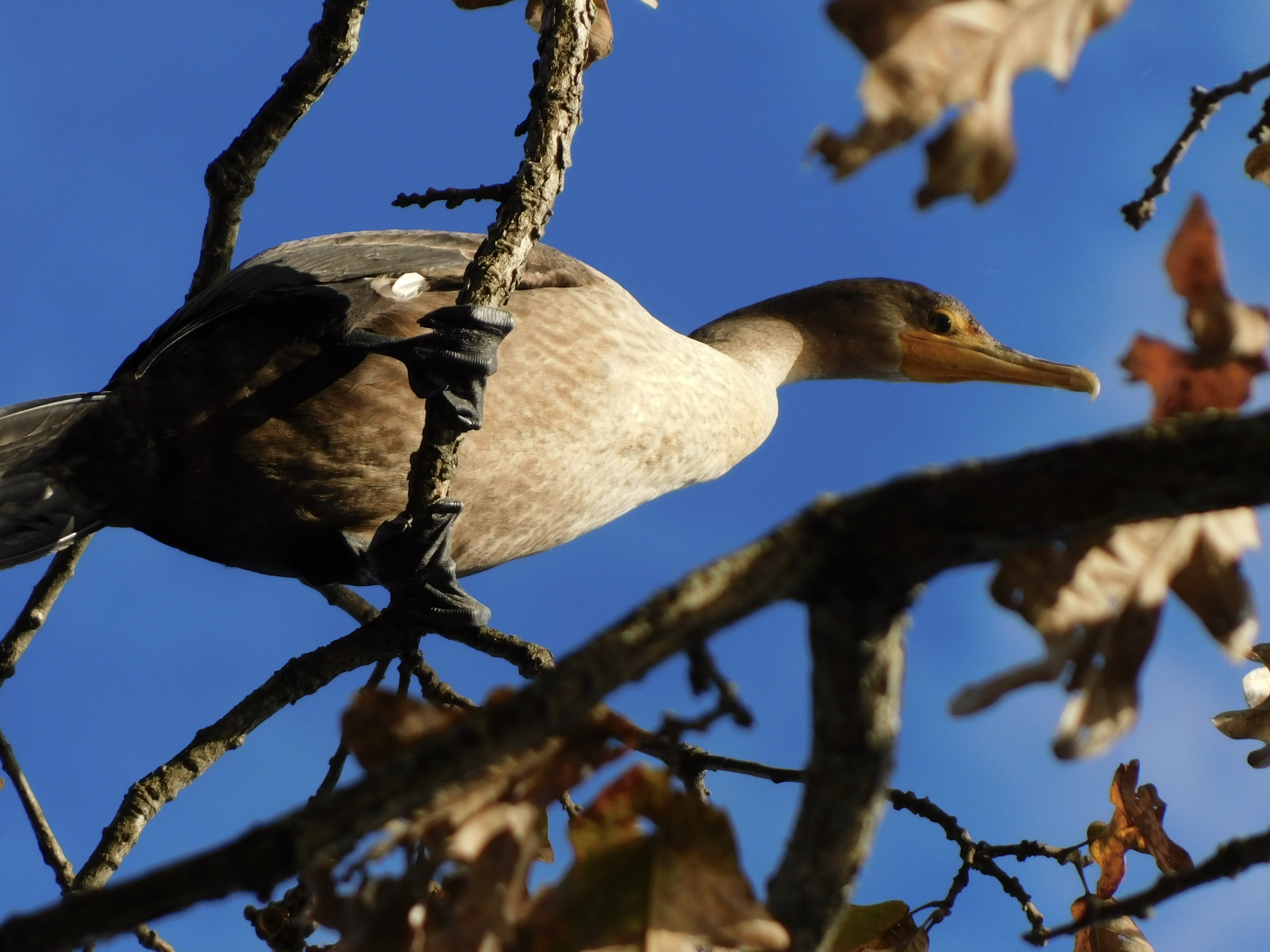 Double-crested Cormorant