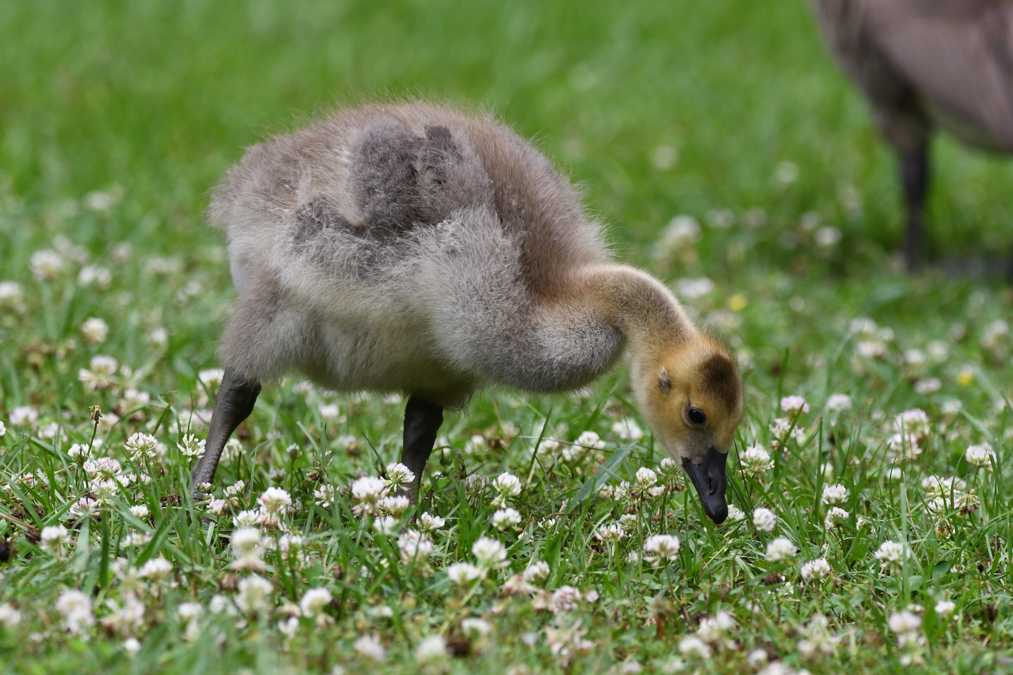 Canada Goose