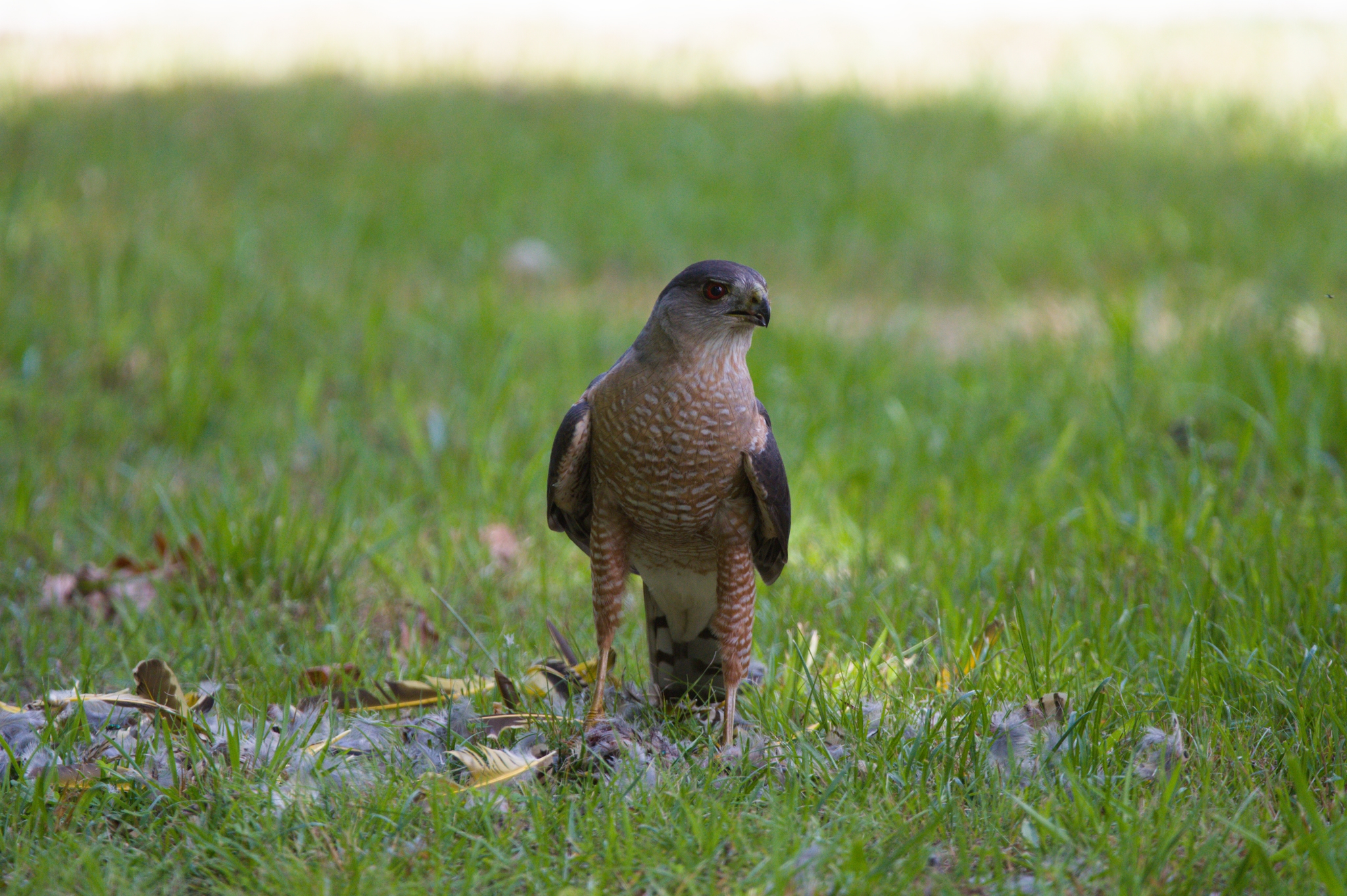 Cooper's Hawk
