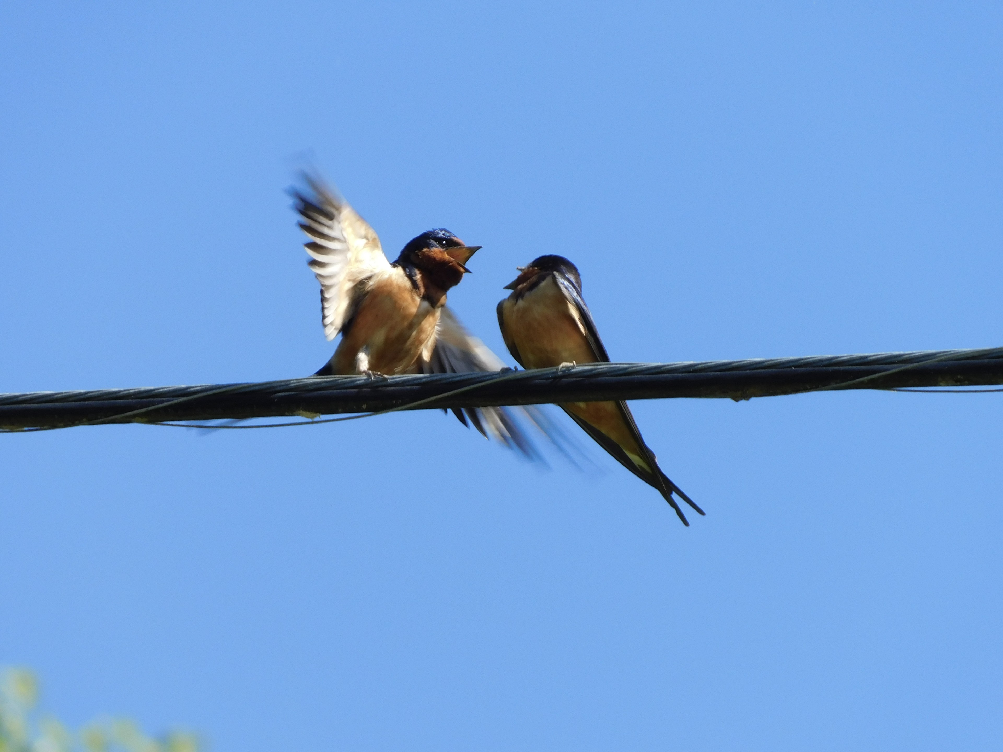 Barn Swallow