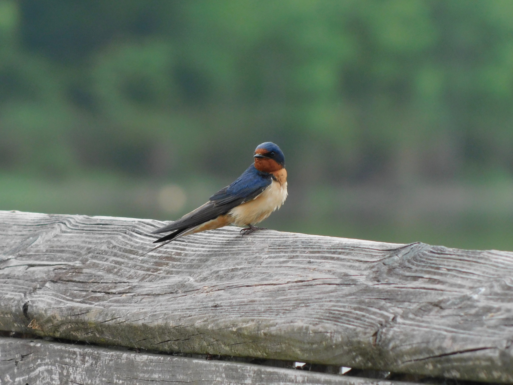Barn Swallow