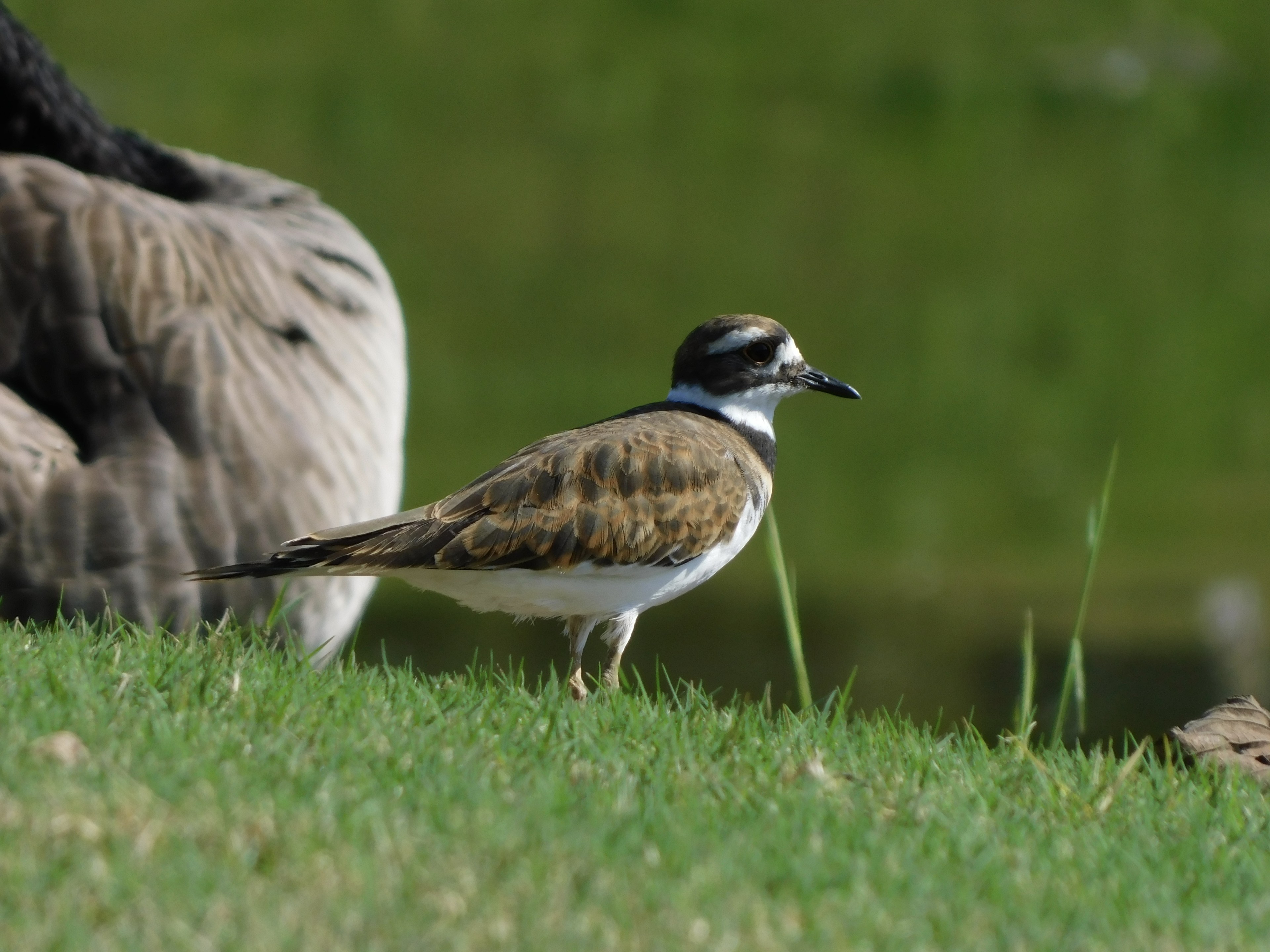 Killdeer