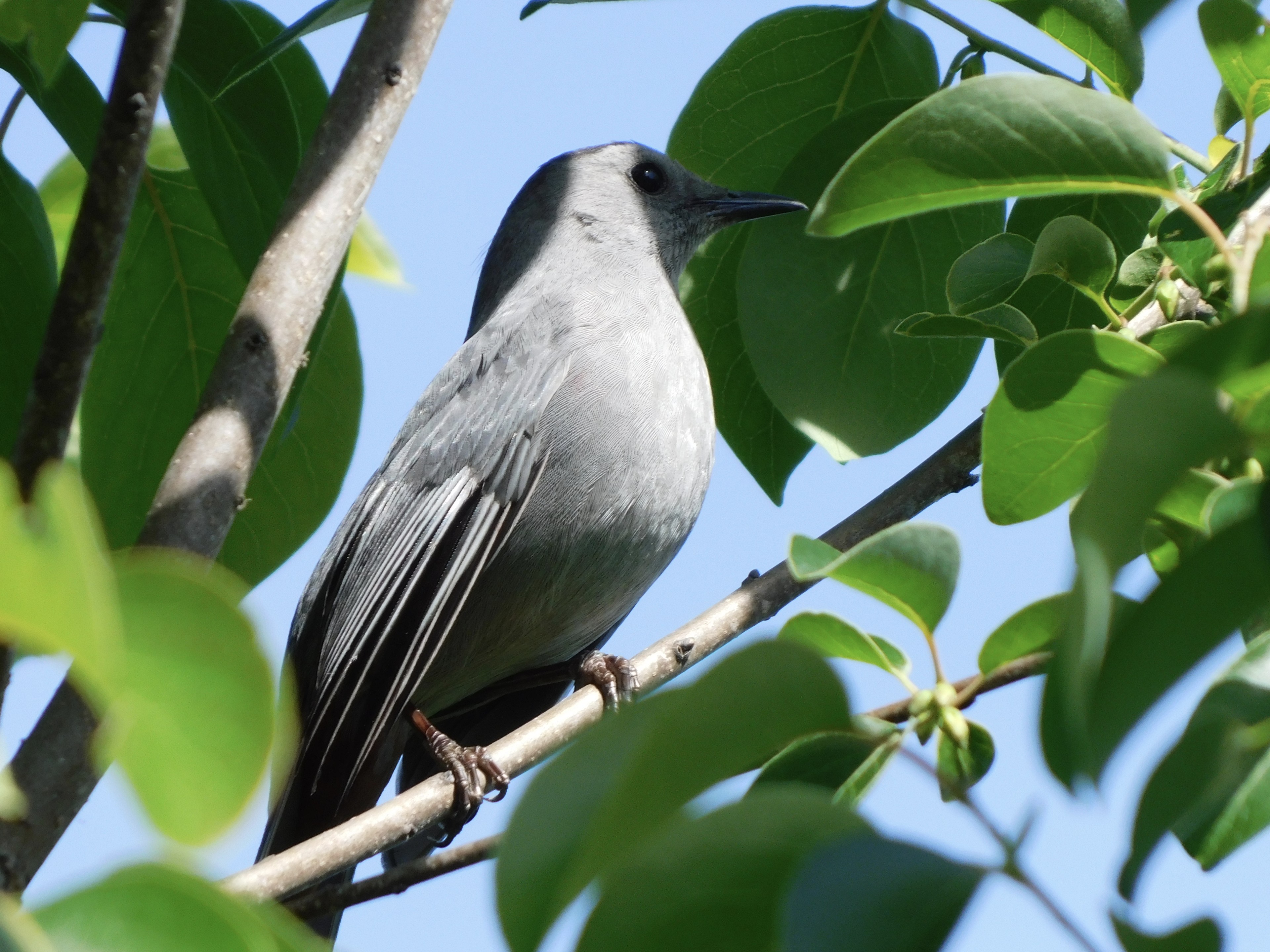 Gray Catbird