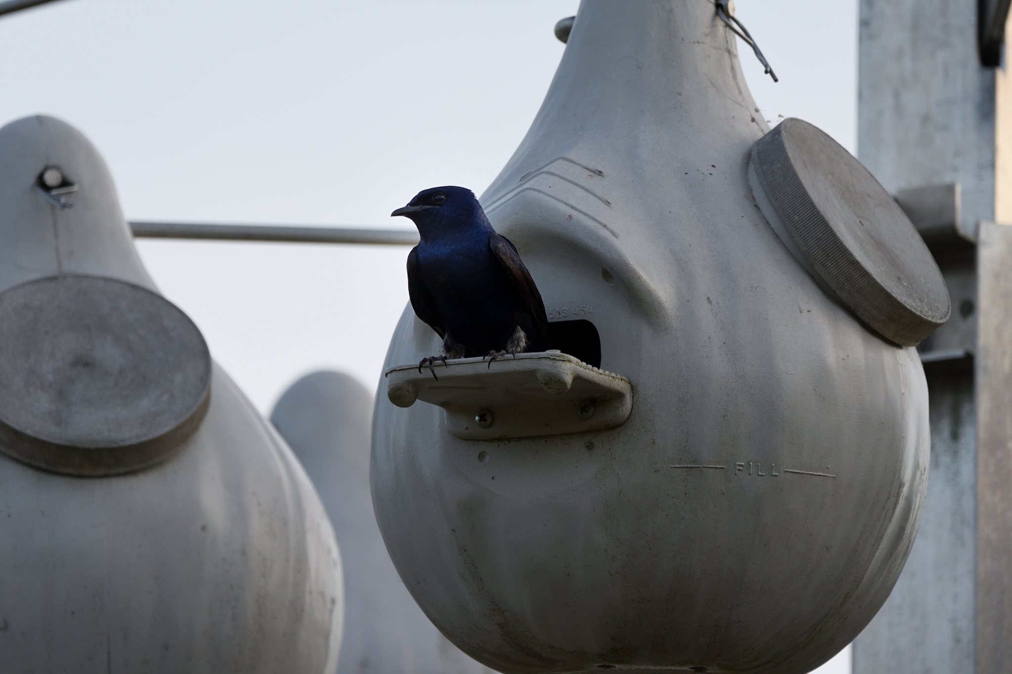 Purple Martin