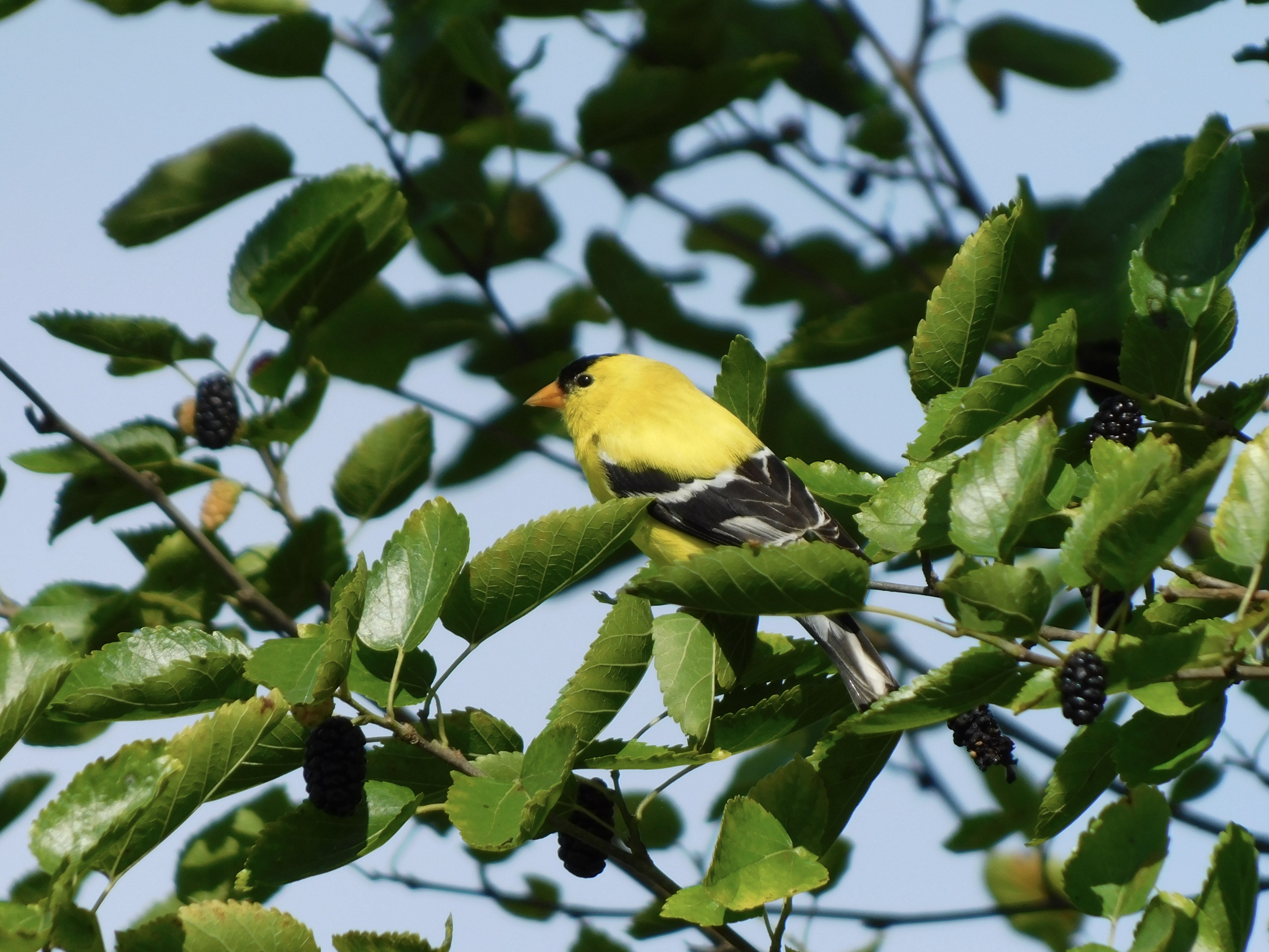 American Goldfinch