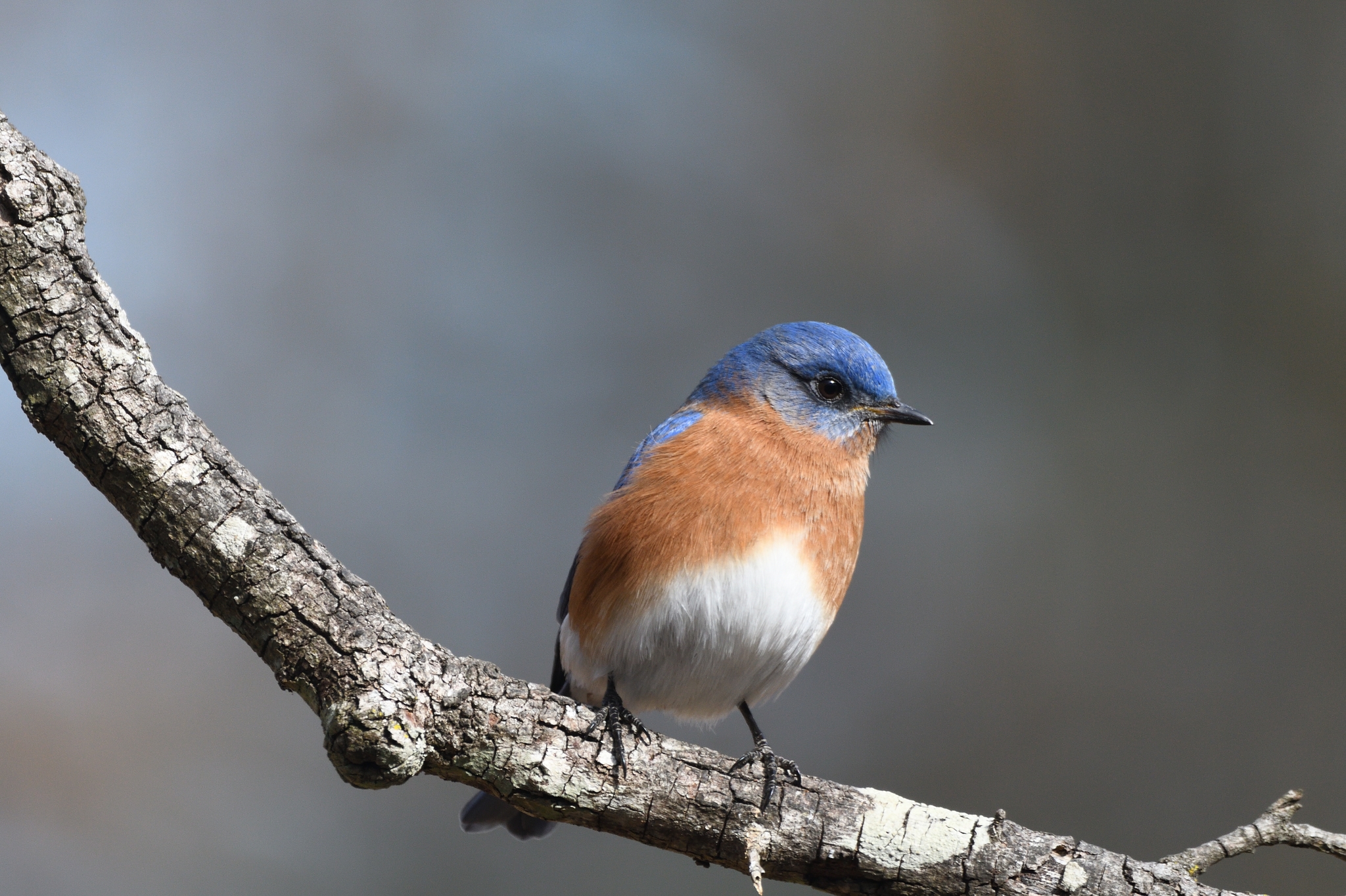 Eastern Bluebird