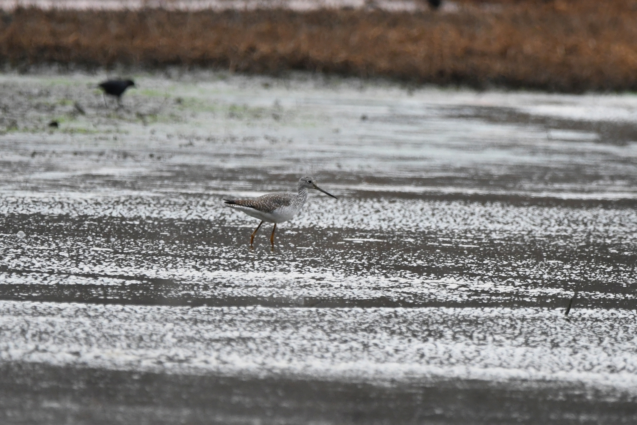 Greater Yellowlegs