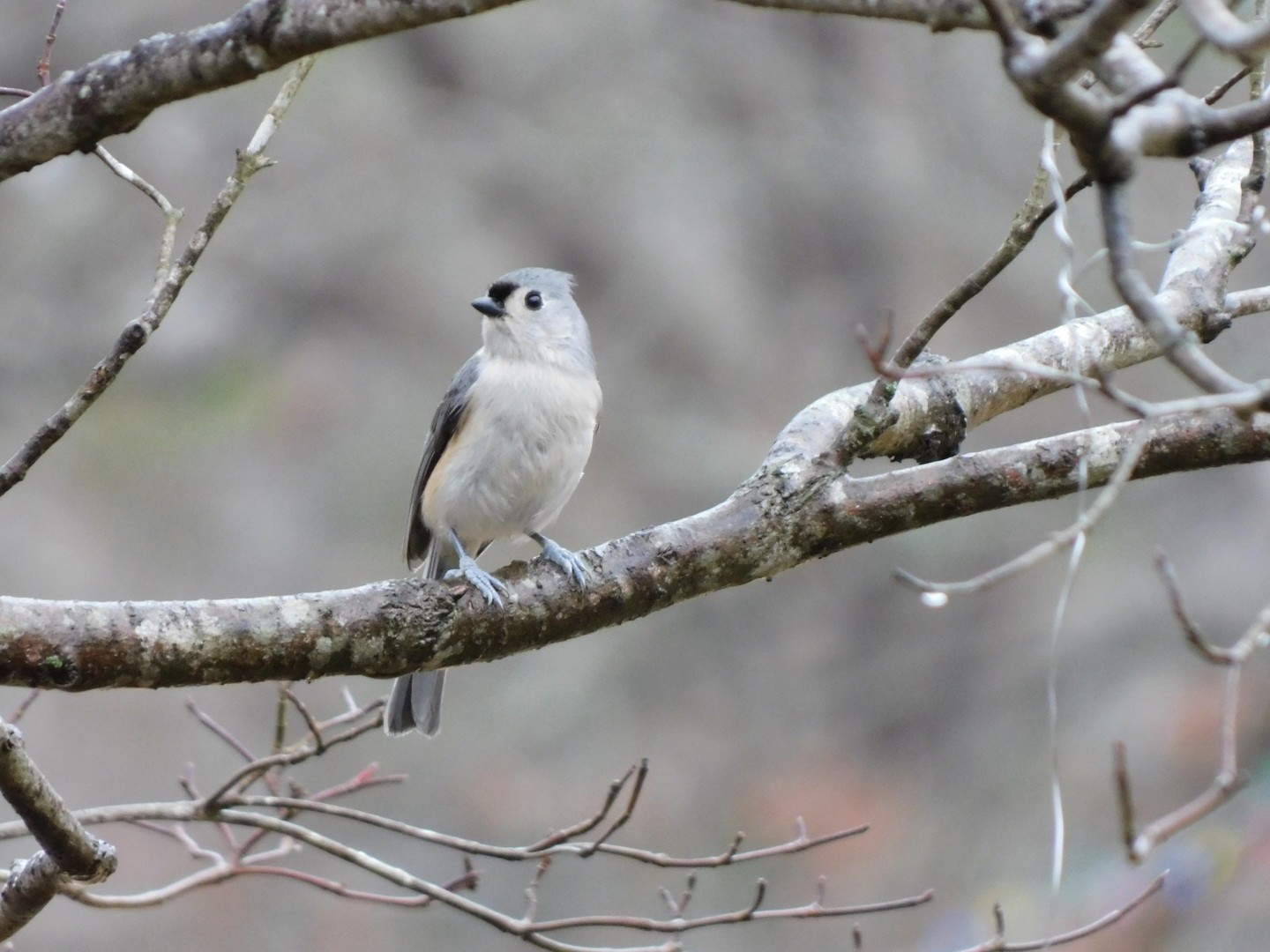 Tufted Titmouse