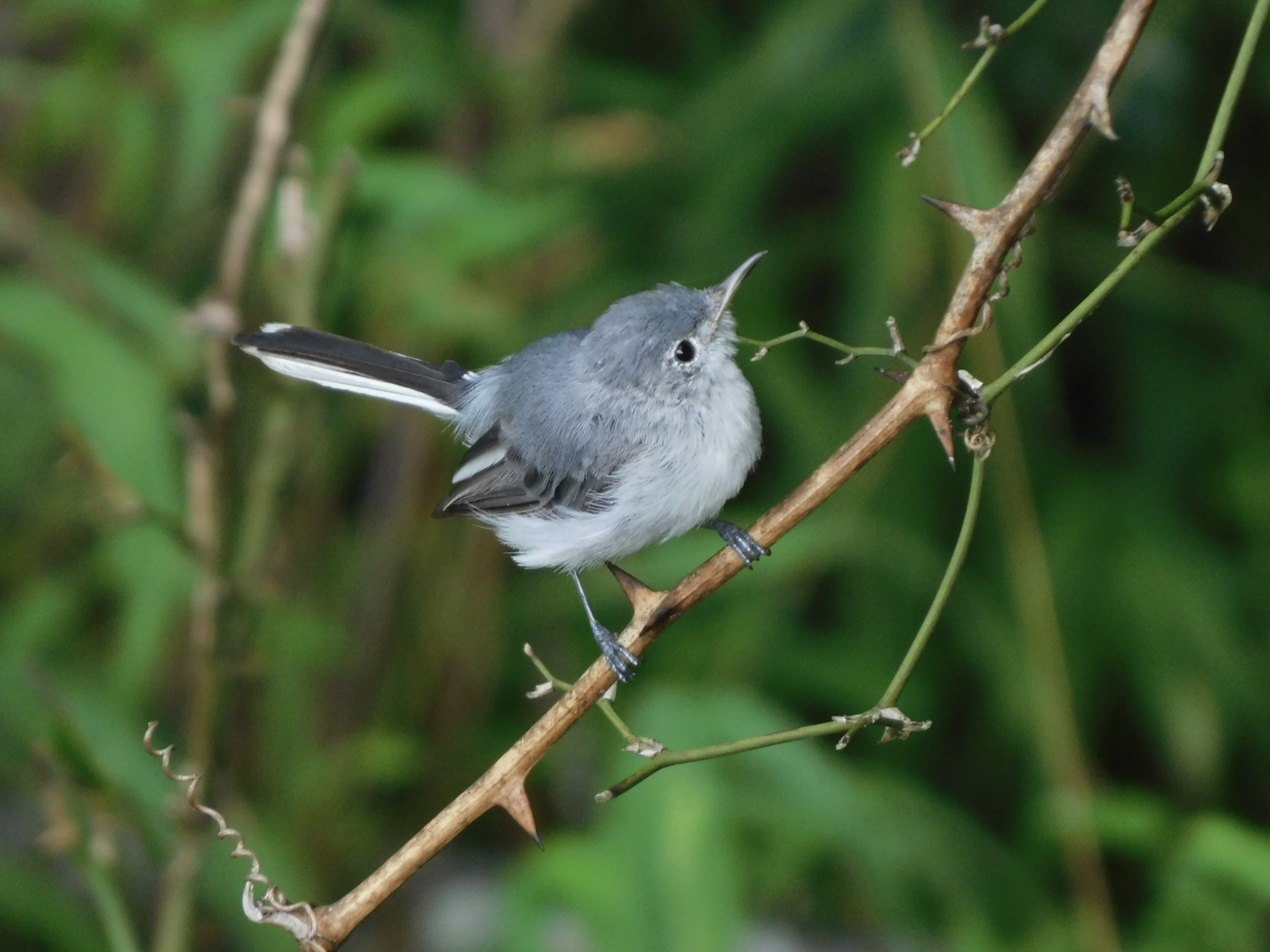 Blue-gray Gnatcatcher