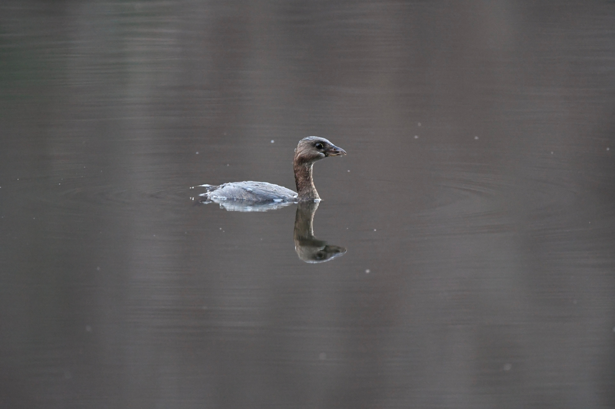 Pied-billed Grebe
