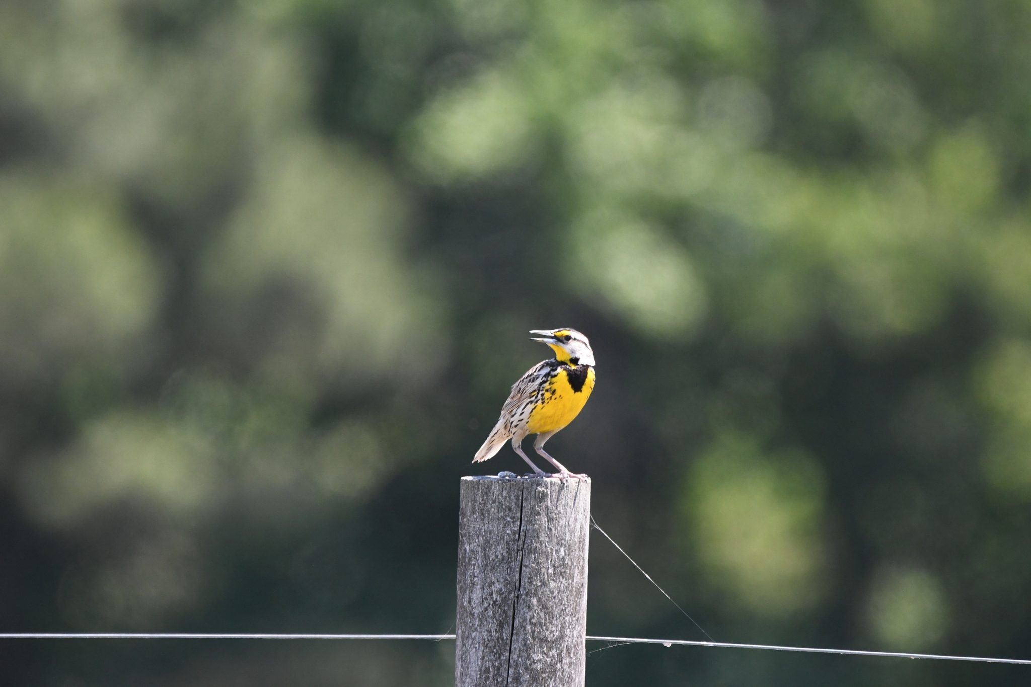 Eastern Meadowlark