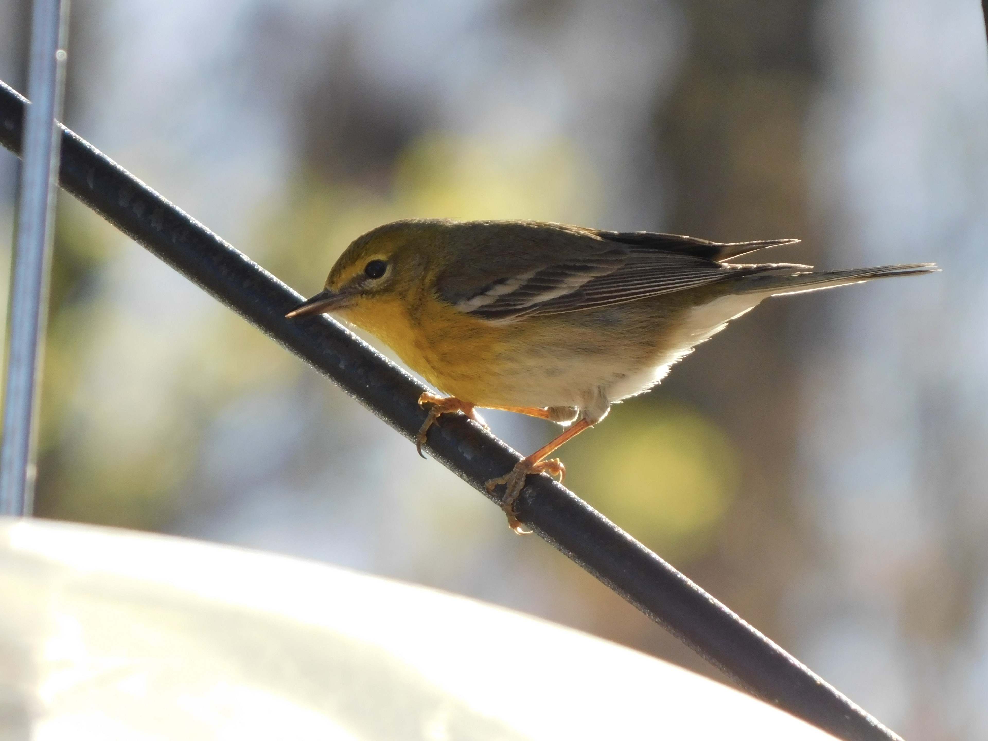 Pine Warbler
