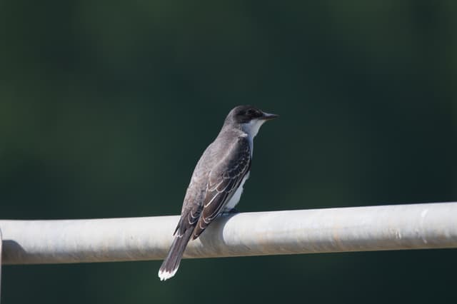 Eastern Kingbird