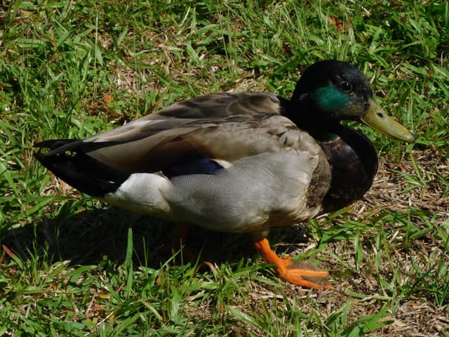 Mallard