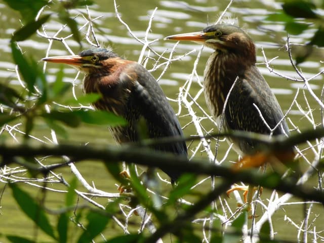 Green Heron