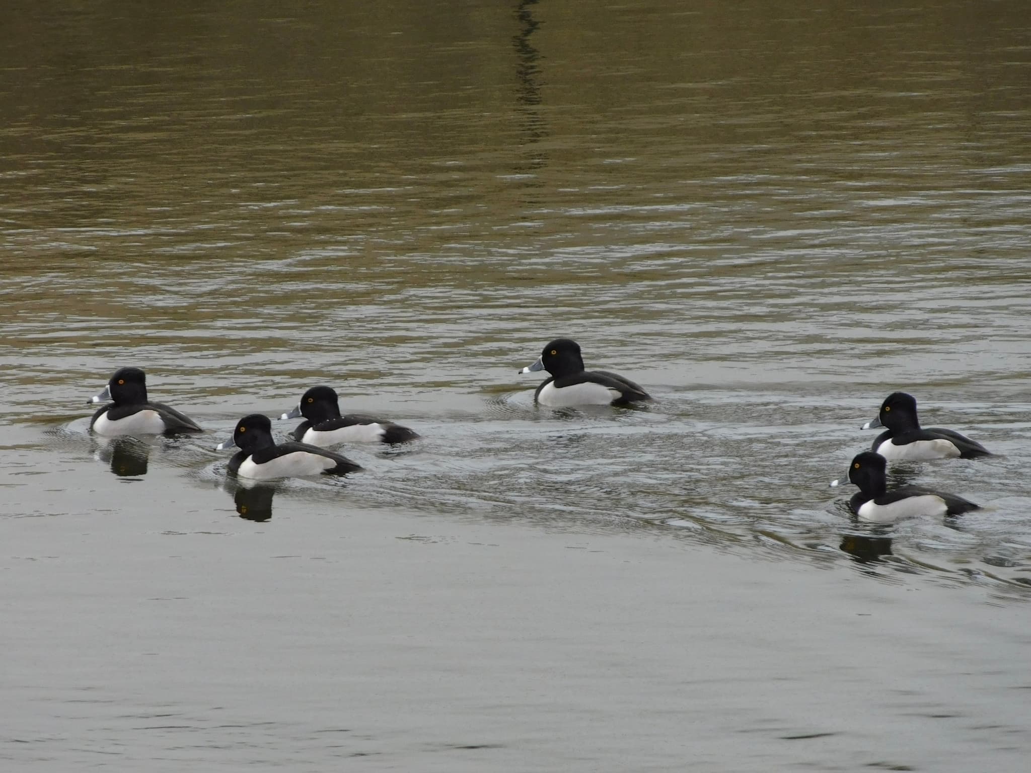Ring-necked Duck