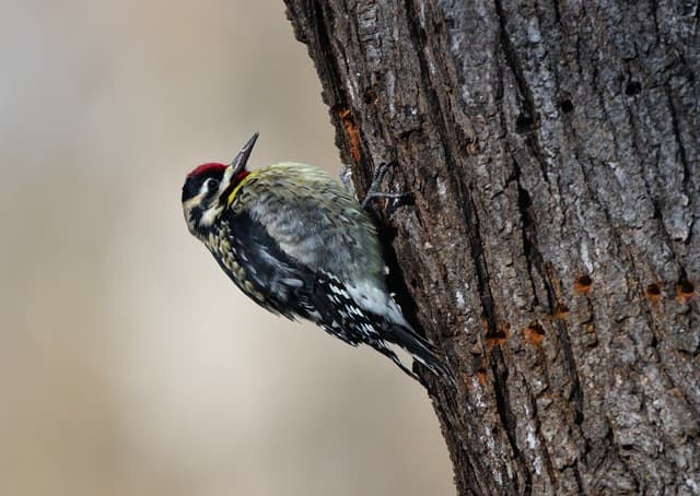 Yellow-bellied Sapsucker