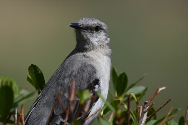 Northern Mockingbird