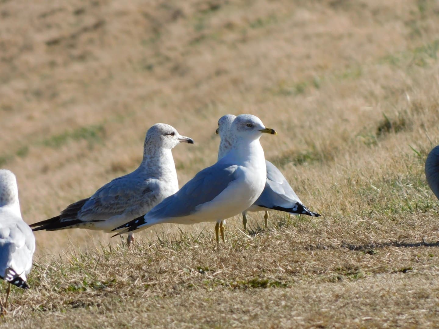 Ring-billed Gull