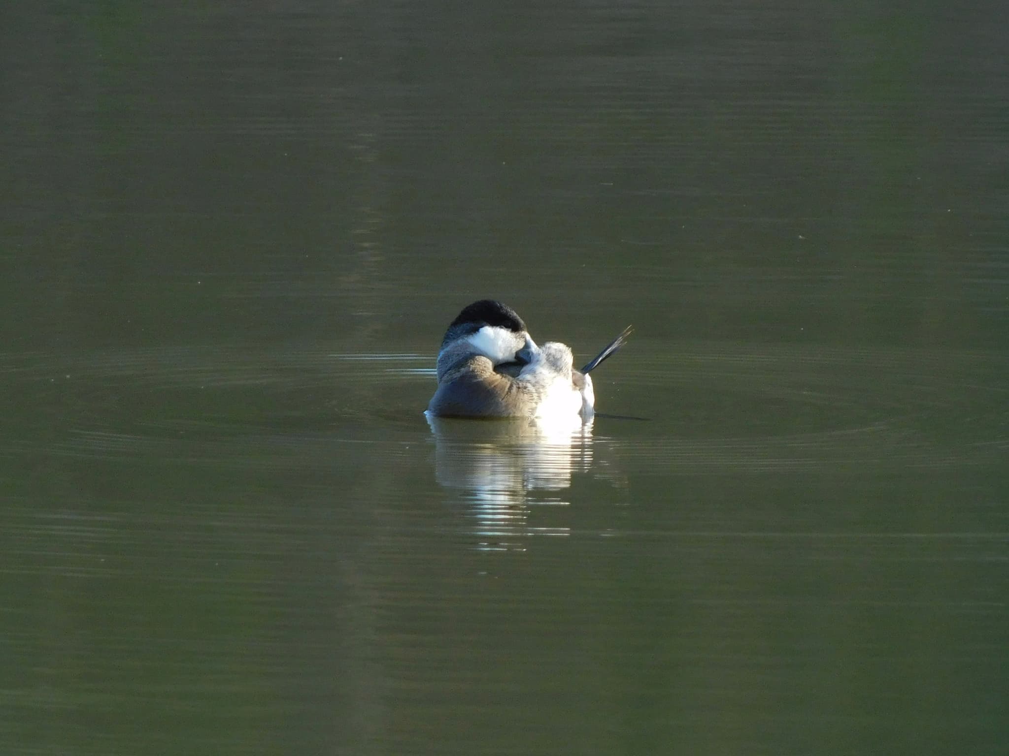 Ruddy Duck