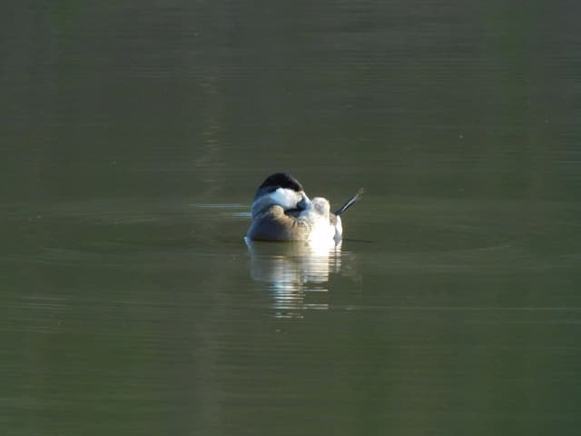 Ruddy Duck