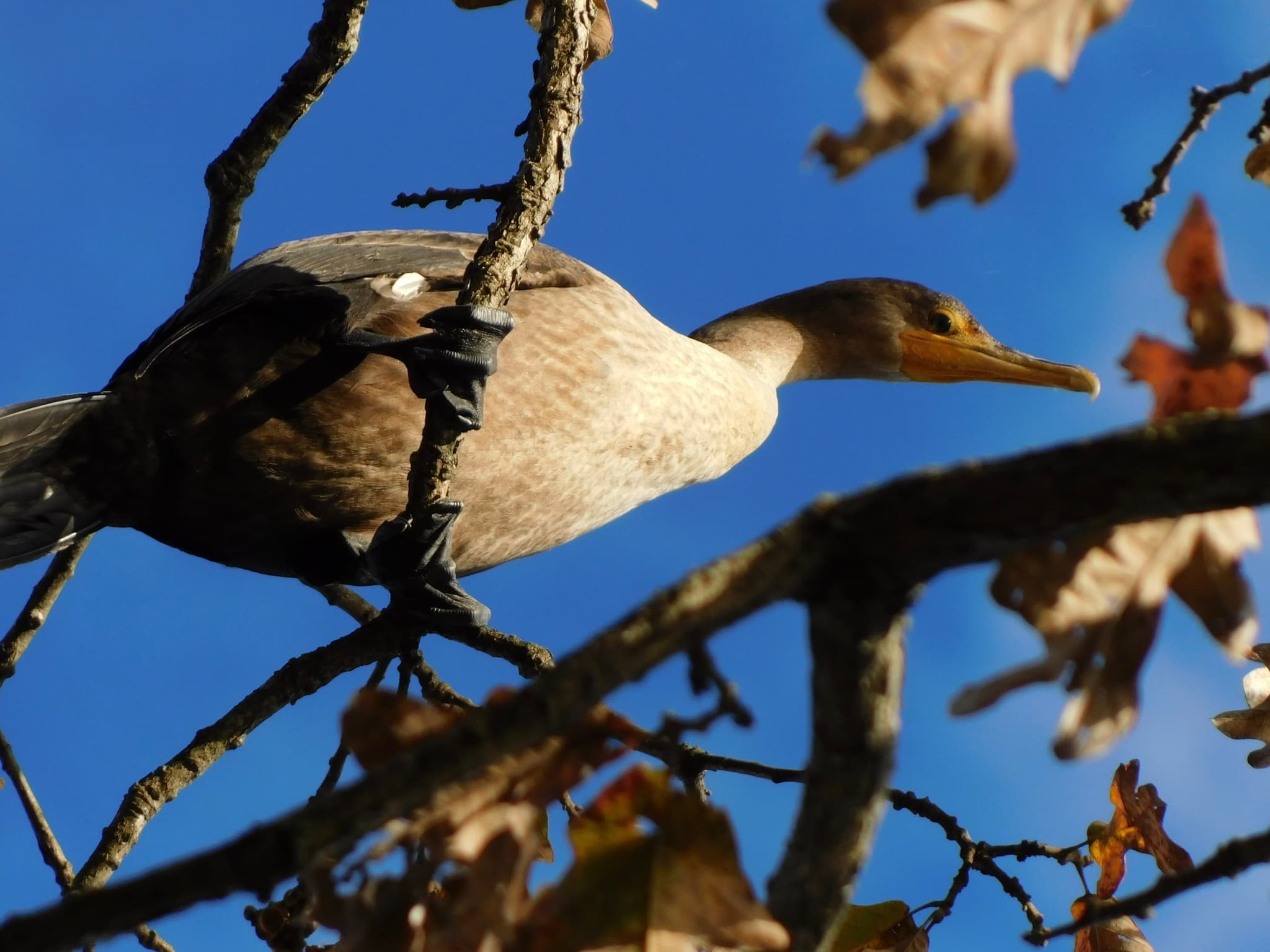 Double-crested Cormorant