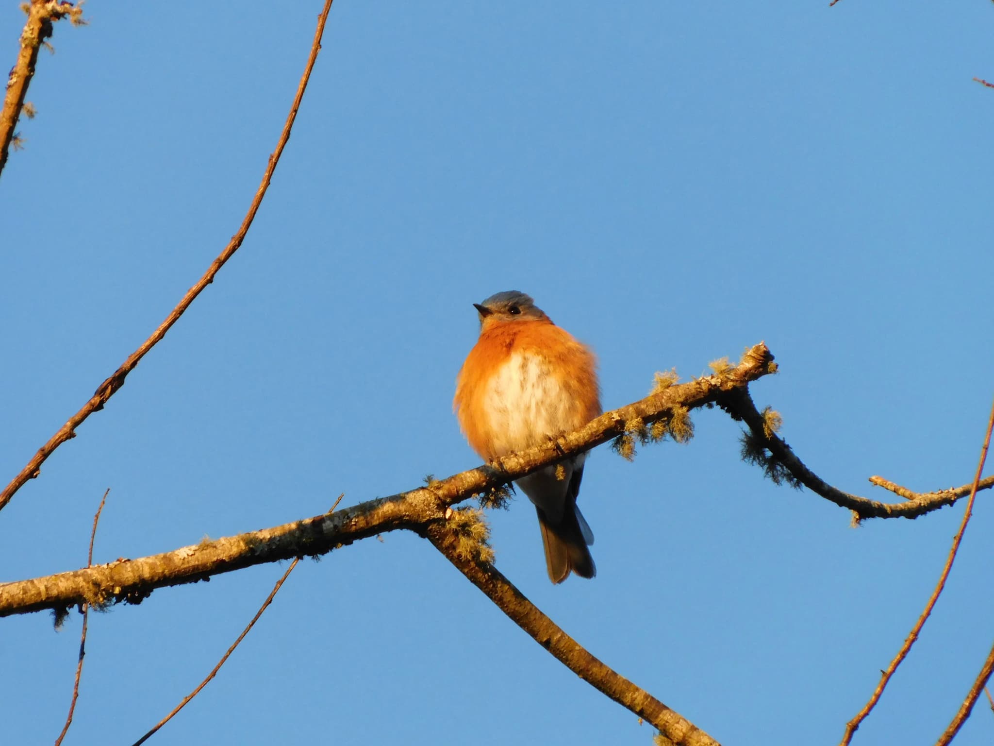 Eastern Bluebird