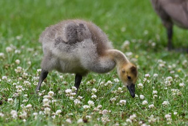 Canada Goose
