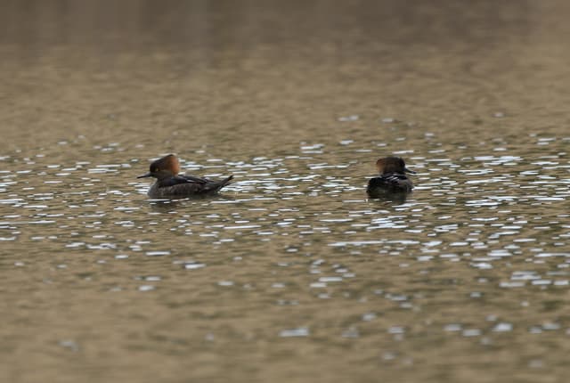 Hooded Merganser