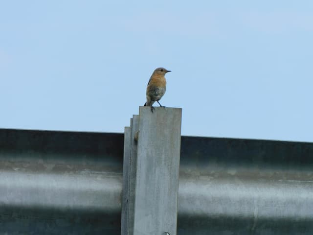 Eastern Bluebird