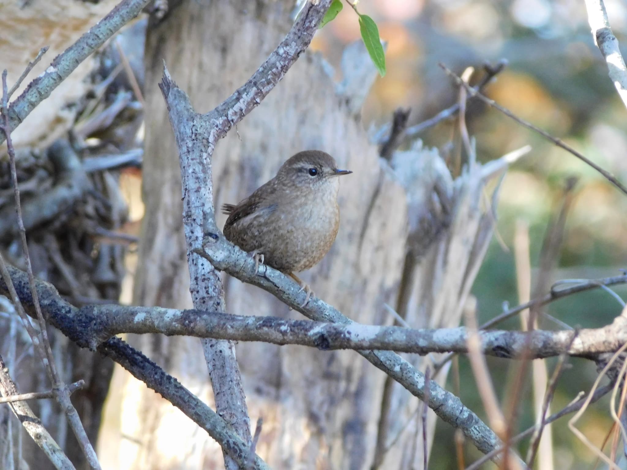 Winter Wren