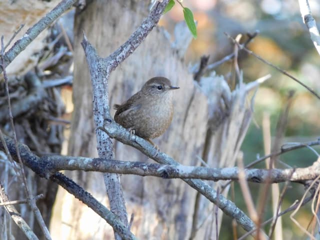 Winter Wren