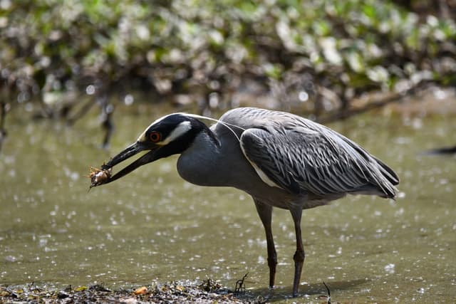 Yellow-crowned Night Heron