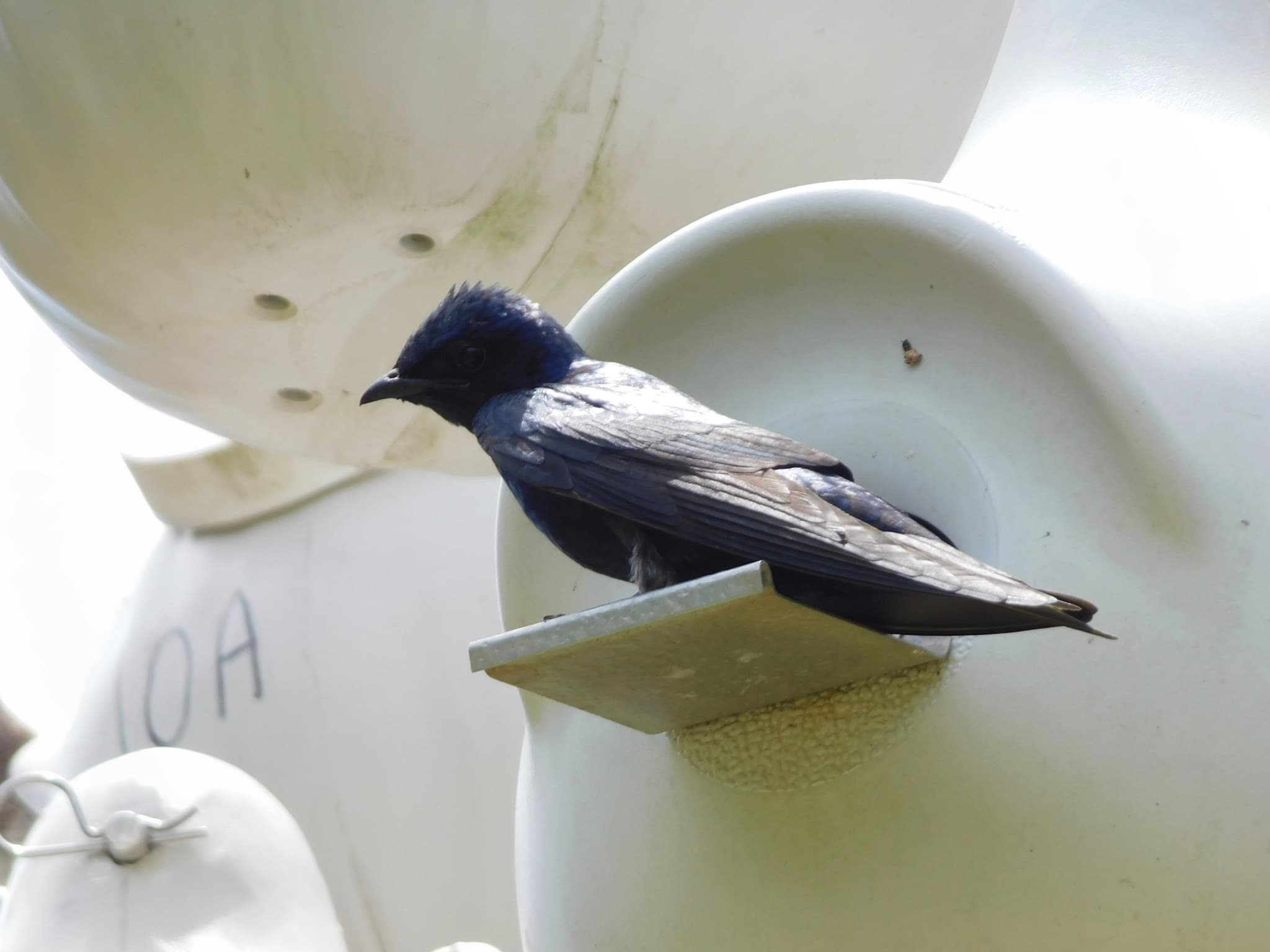 Purple Martin