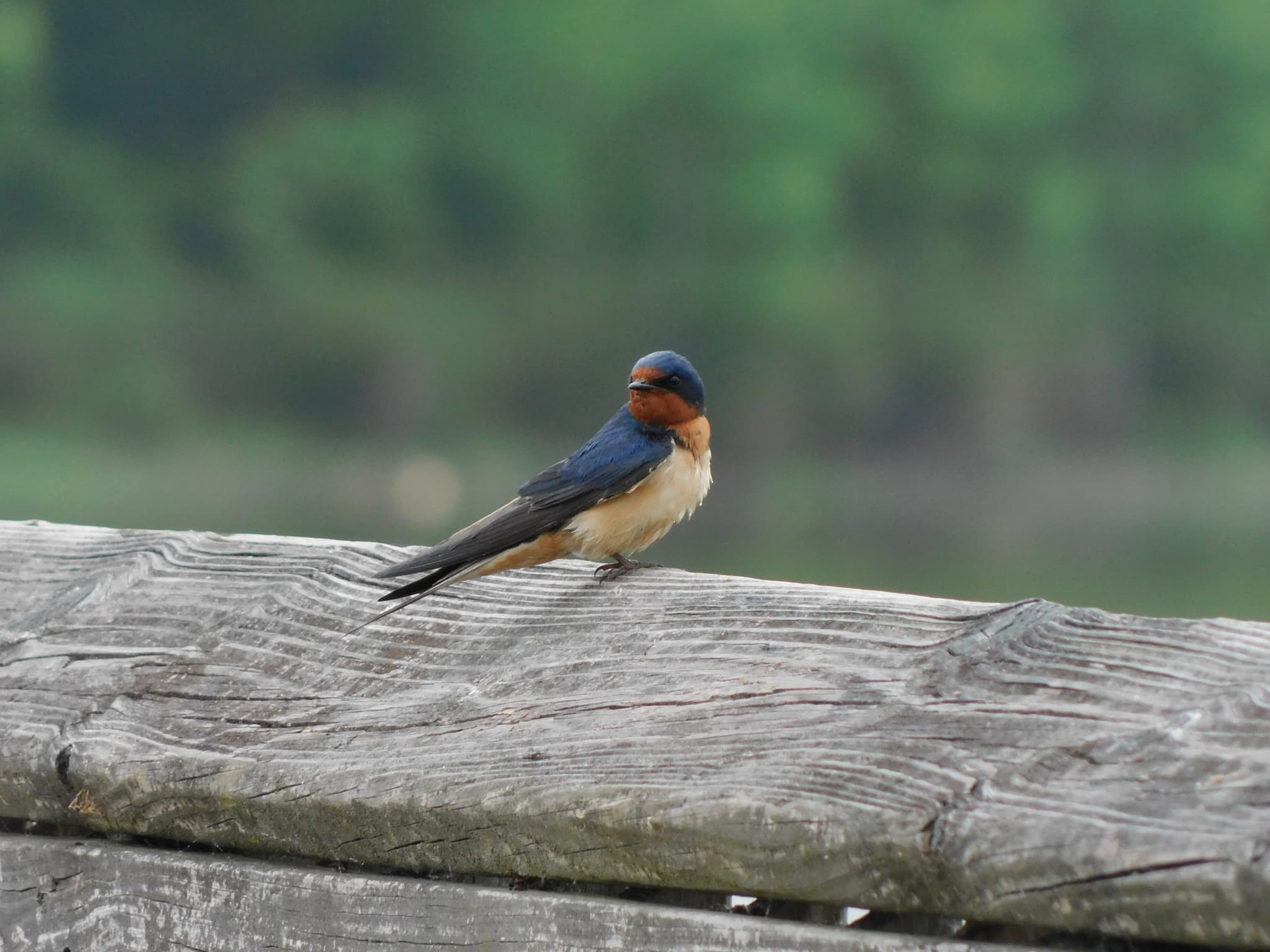 Barn Swallow
