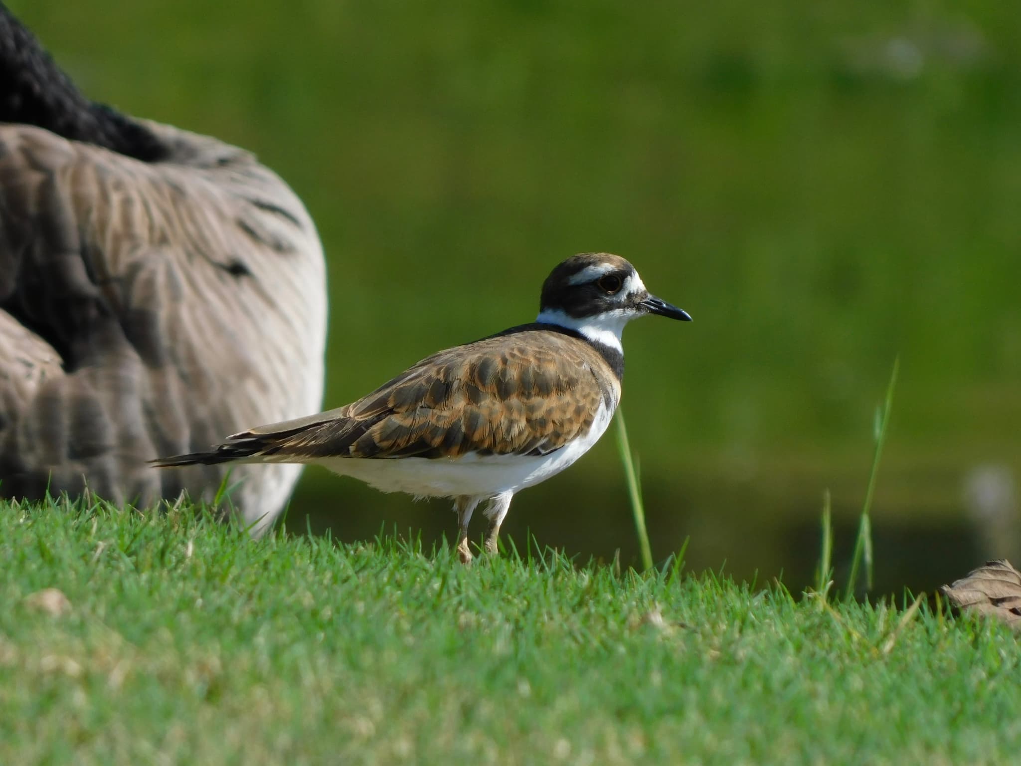 Killdeer