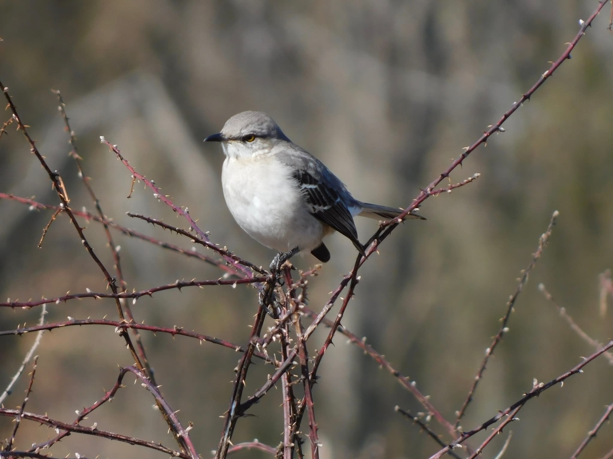 Northern Mockingbird