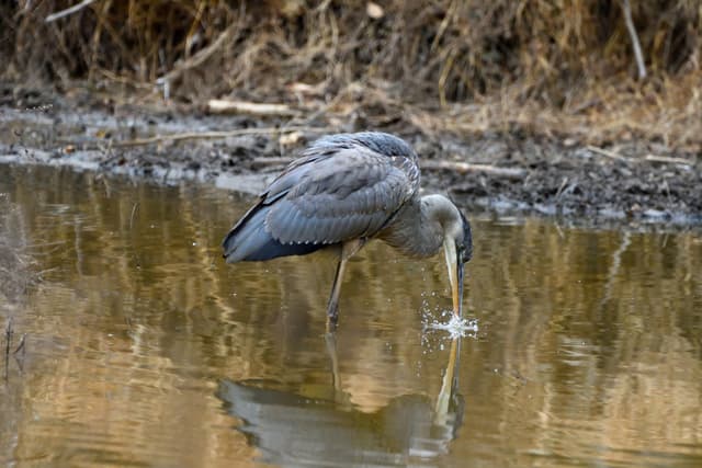 Great Blue Heron