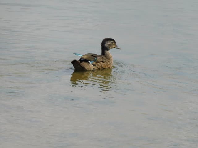 Wood Duck