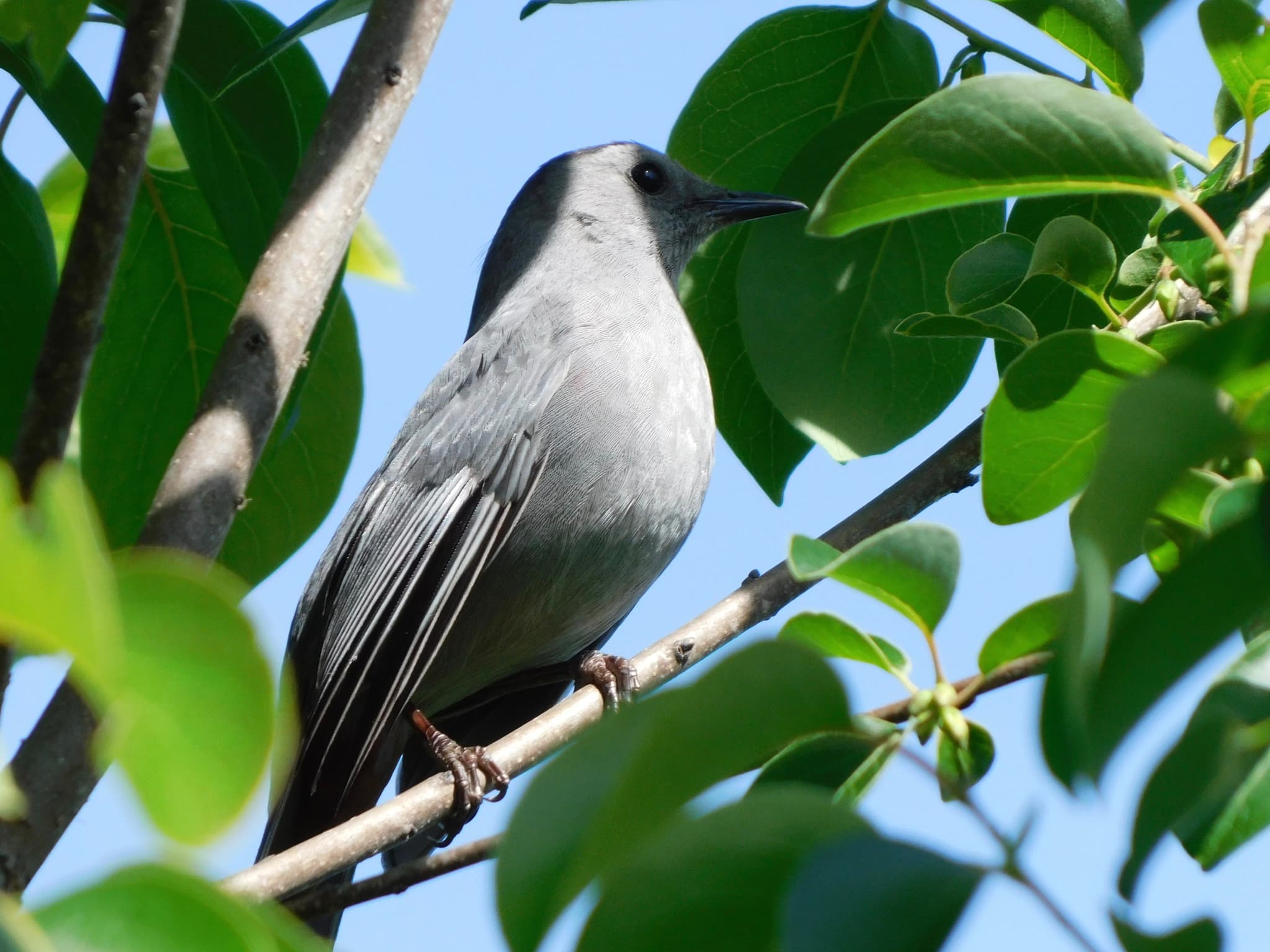 Gray Catbird